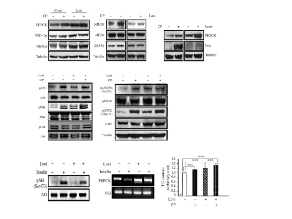 Reduction of LonP leads to hepatic insulin resistance