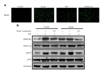 ROS elevated gluconeogenesis by reduction of LonP expression