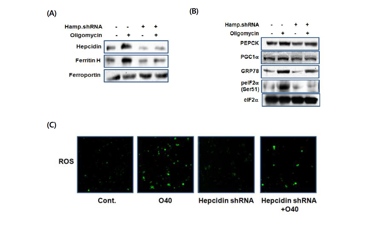 hepcidin shRNA 이용한 철분과 당대사변화 관찰