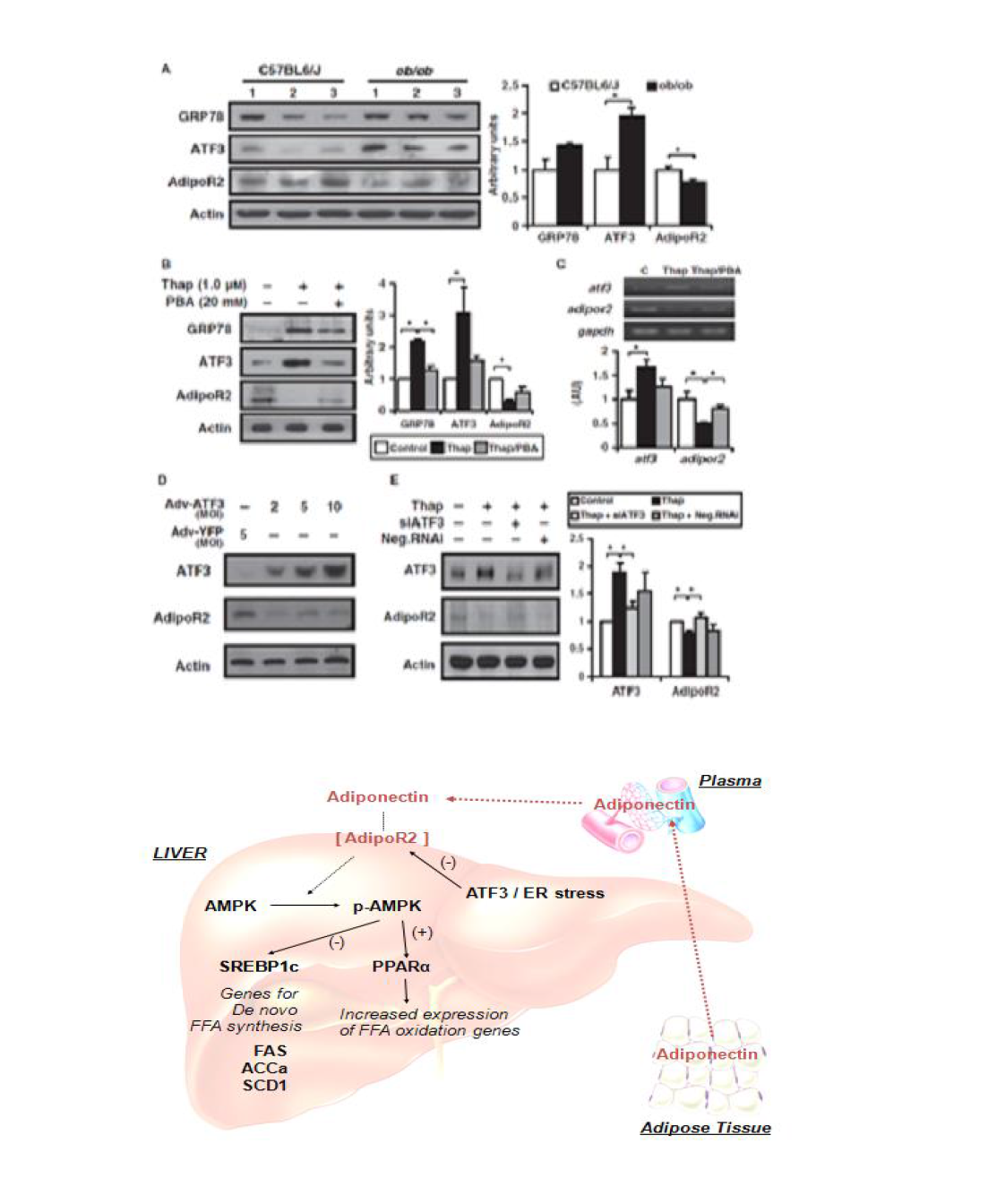 Down-regulation of AsipoR2 with up-regulation of ATF3 expression under increased ER stress conditions