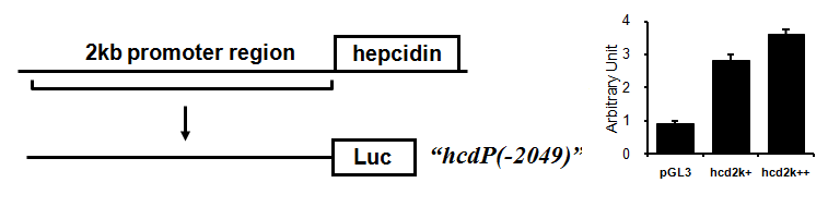 Hepcidin promoter의 활성과 ATF3와의 반응