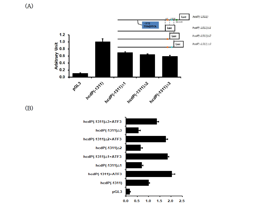 Deletion mutant hepcidin promoter의 활성과 ATF3와의 반응