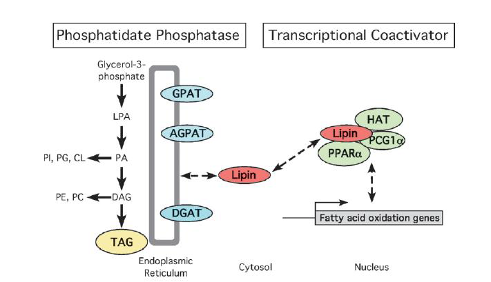 Lipin 단백의 glycerolipid 합성과 transcriptional coactivation의 두가지 분자적 효소기능