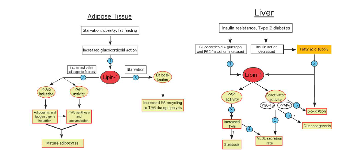지방세포와 간세포에서 LIPIN-1 기능 및 발현조절 (J Lip Res 49, 2008)