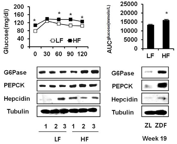 Effect of High fat diet on insulin resistance and iron-related protein expressions in liver