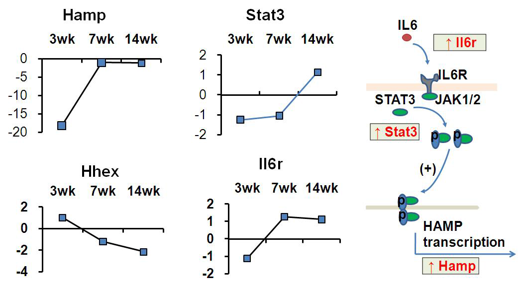 Iron related gene expressions in liver