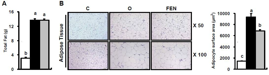 Effect of Fenretinidr on adipose tissues