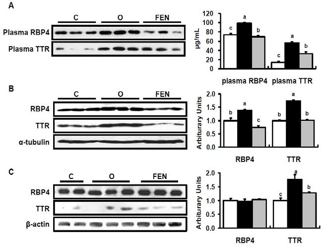 Effect of Fenretinidr on RBP4 levels