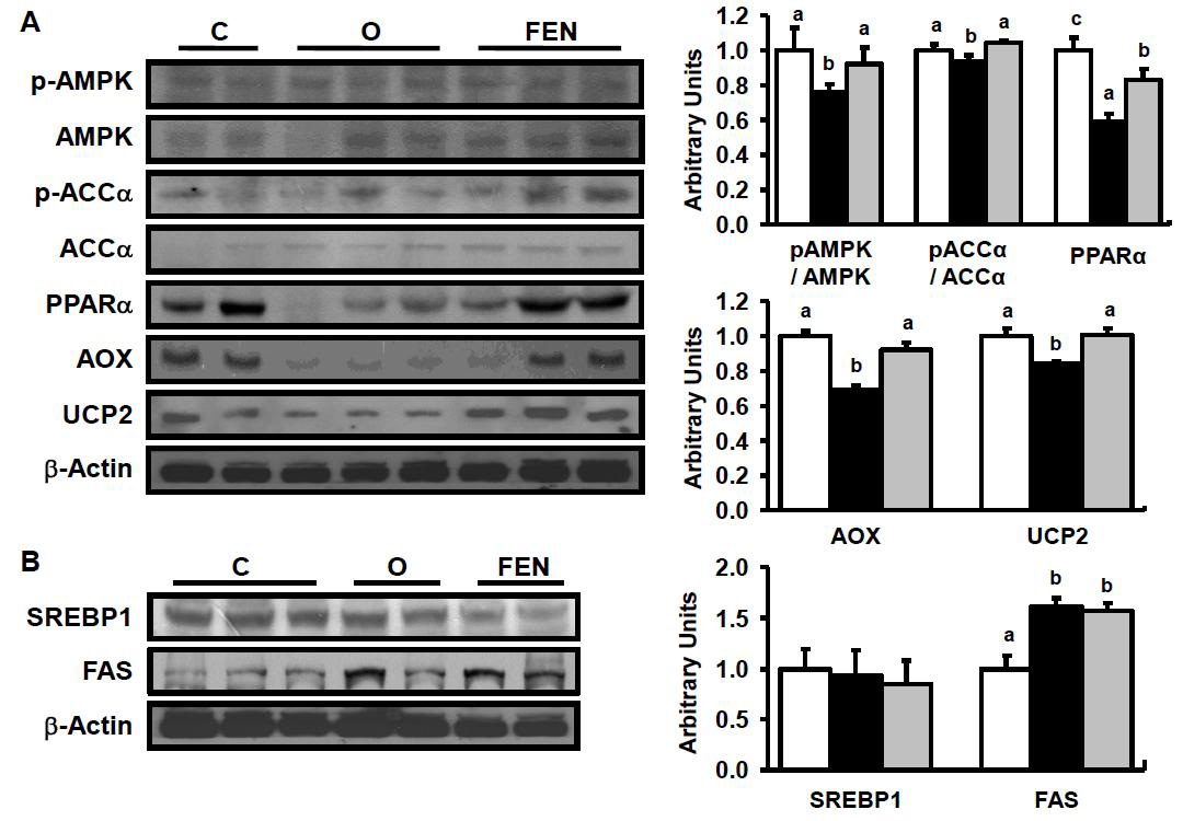 Effect of Fenretinidr on hepatic lipid metabolism