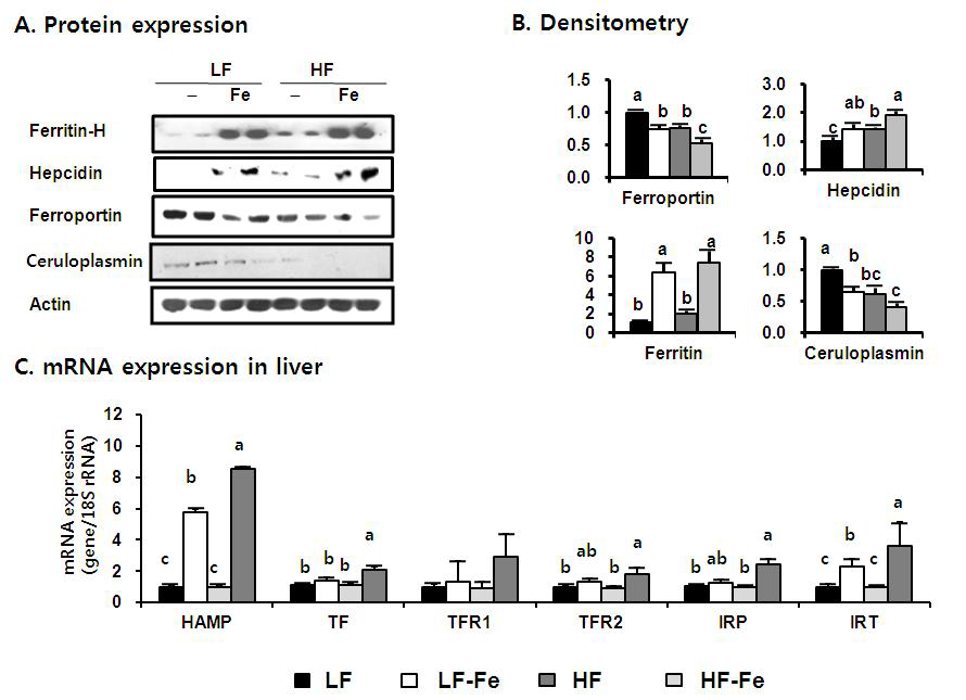 Iron related metabolism