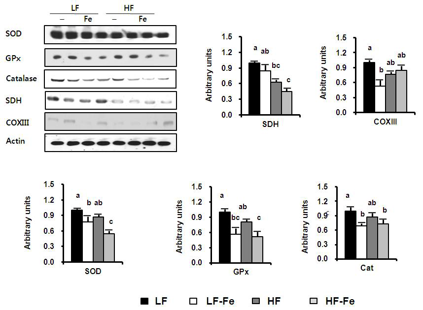 Mitochondrial function and antioxidative activity