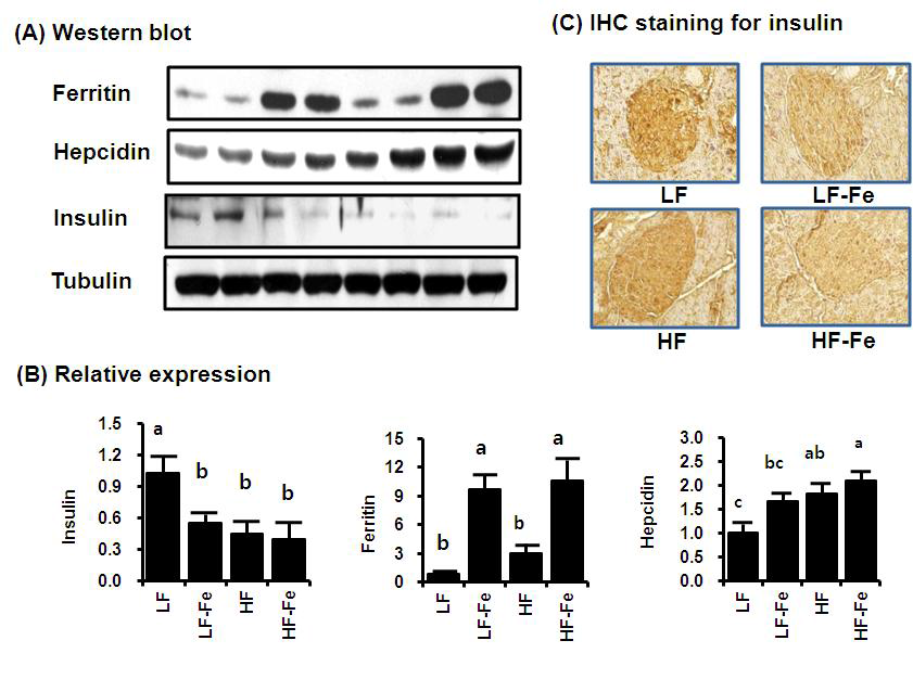 Expression of Insulin, Ferritin and Hepcidin in the Pancreas