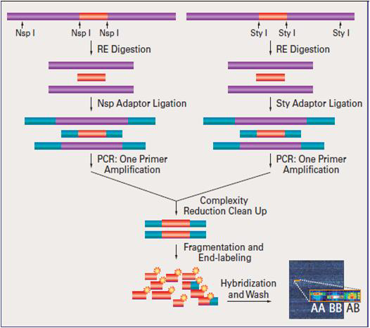 Genotyping in Affymetrix Genome-Wide Human SNP array 6.0