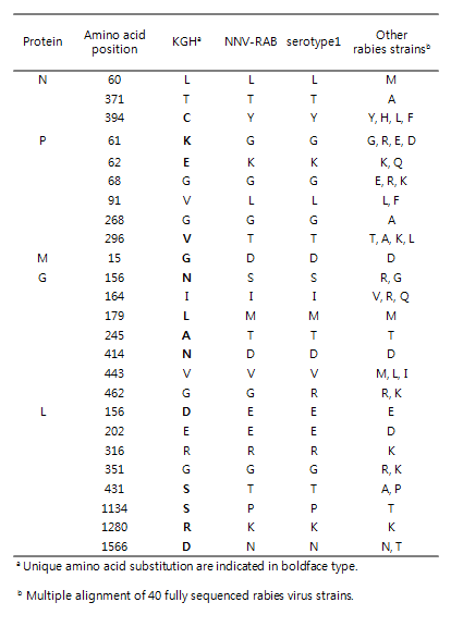 국내 공수병바이러스 KGH주의 아미노산 치환 서열 비교