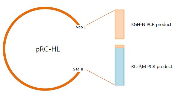 pRC-HL/KGH N 클로닝 전략