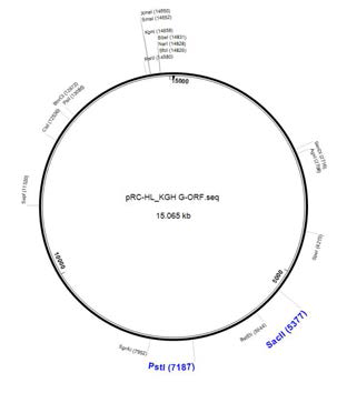 pRC-HL/KGH G 클로닝 전략