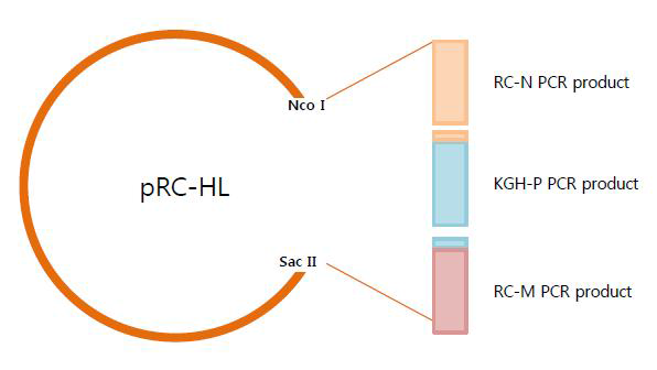 pRC-HL/KGH P 클로닝 전략