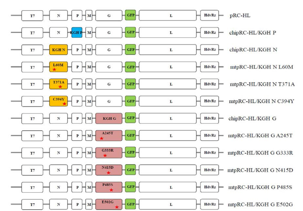 pRC-HL 키메릭 또는 돌연변이 바이러스 genome 구조 및 클로닝 전략