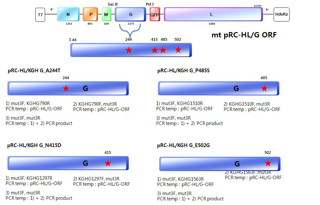 pRC-HL/KGH G 돌연변이 제작을 위한 fusion PCR 방법