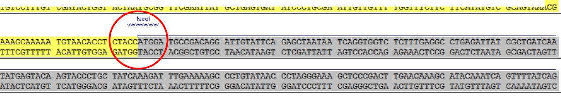 pRC-HL(ΔNcoI) plasmid의 N gene ORF의 시작부위에 클로닝을 위한 Nco I 삽입