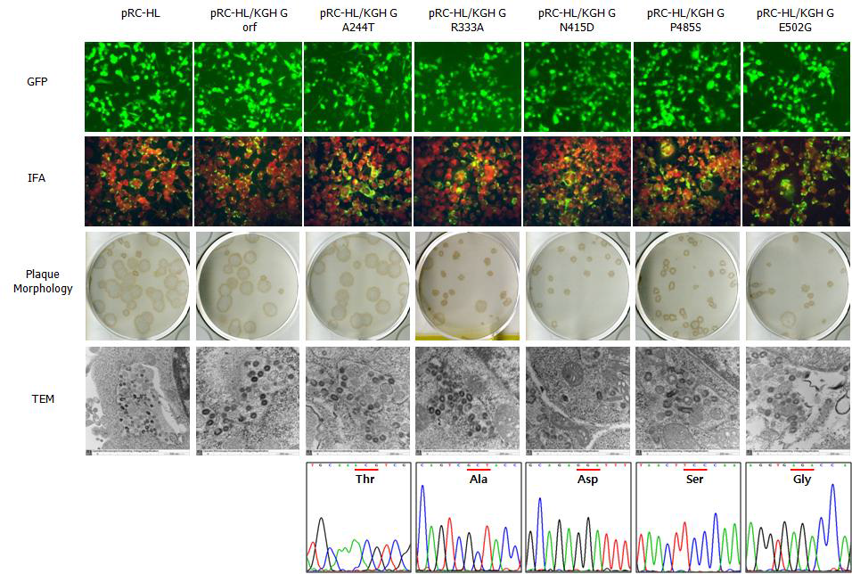 국내 공수병바이러스 분리주 KGH주의 glycoprotein의 돌연변이 바이러스 제작