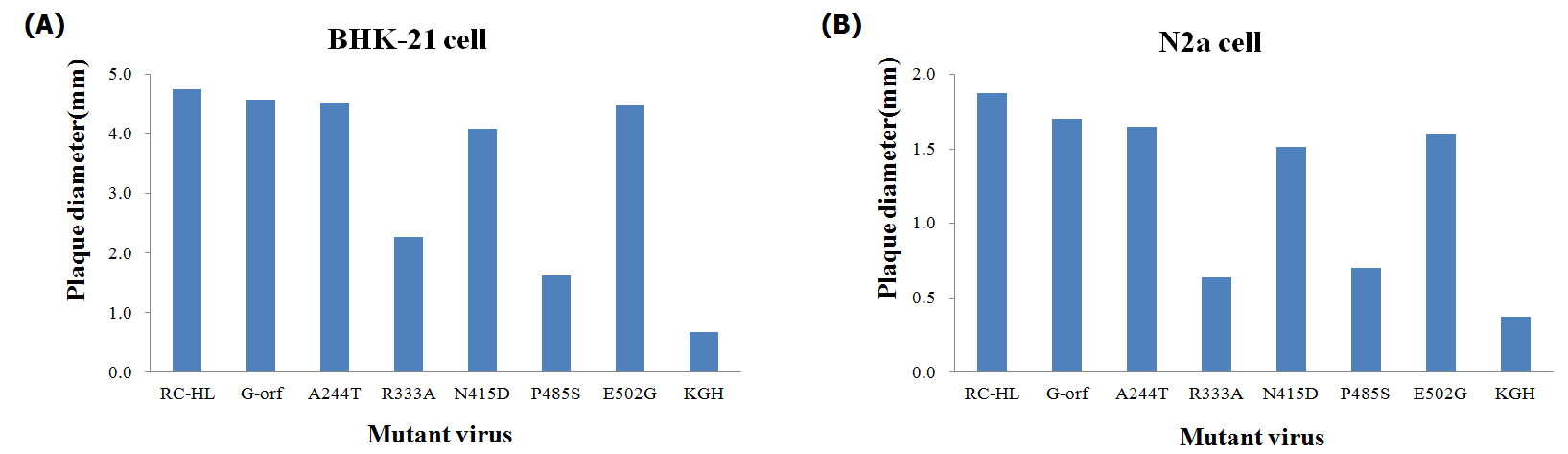 KGH glycoprotein 돌연변이의 플락 크기 비교