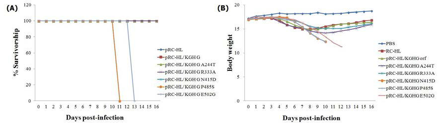 KGH glycoprotein 돌연변이 바이러스의 마우스 접종 후 병원성 분석