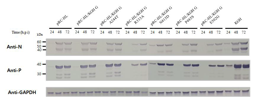 pRC-HL/KGH G 돌연변이바이러스의 N2a 세포 감염 후 24시간, 48시간, 72 시간 째 세포 유제액을 이용한 웨스턴 블롯 결과