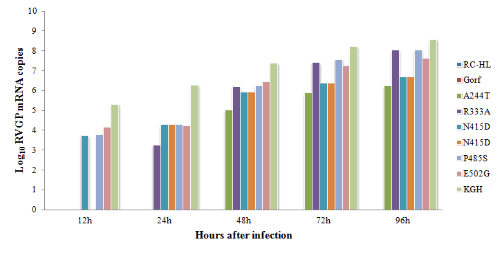 quantitative real-time PCR(qRT-PCR)을 통한 공수병바이러스 glycoprotein mRNA copy수 측정