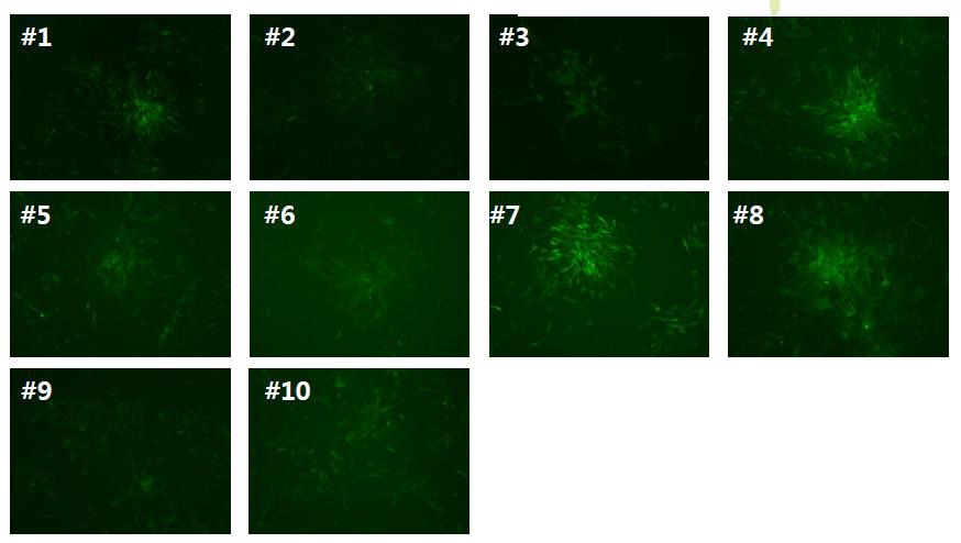 렌티바이러스 시스템을 이용한 T7RNA polymerase 발현 stable cell line