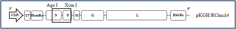 pKGH/RcinsΔ4 키메릭바이러스의 N-P 유전자의 1522 bp 유전자 부위