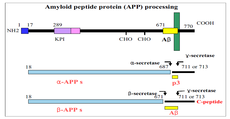 APP processing 및 베타아밀로이드 생성기작