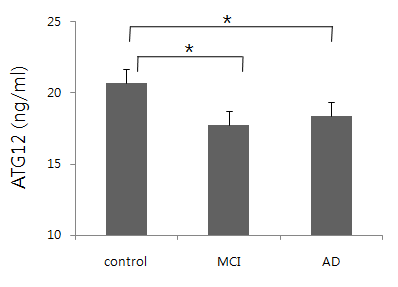 혈장 내 ATG12 단백질 분비