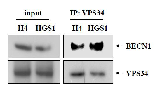 SUMO1 과발현 세포주에서 BECN1 및 VPS34결합여부