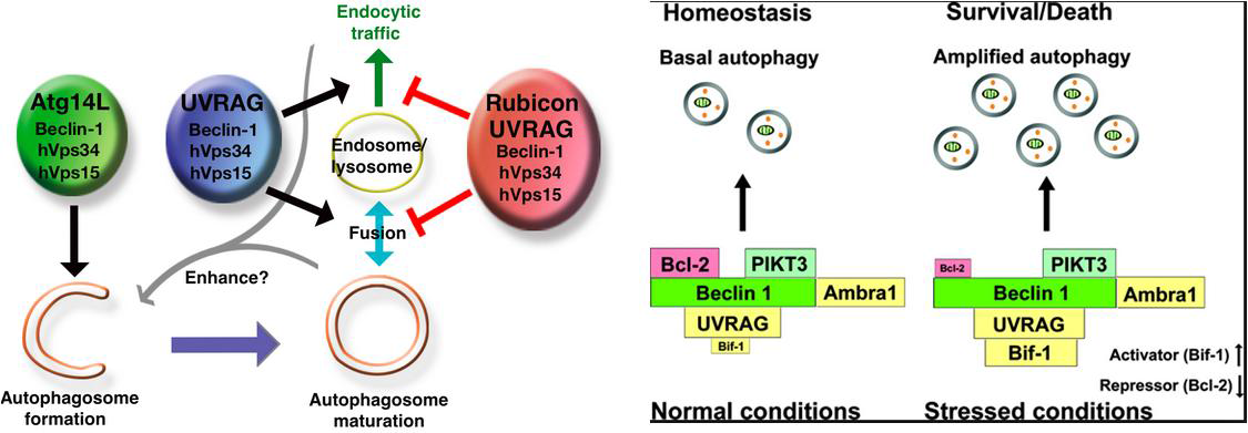 Autophagy 관련 단백질의 기능 모식도