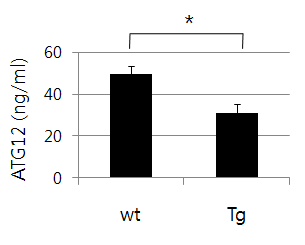 AD model mice 혈액에서 ATG12 level 조사
