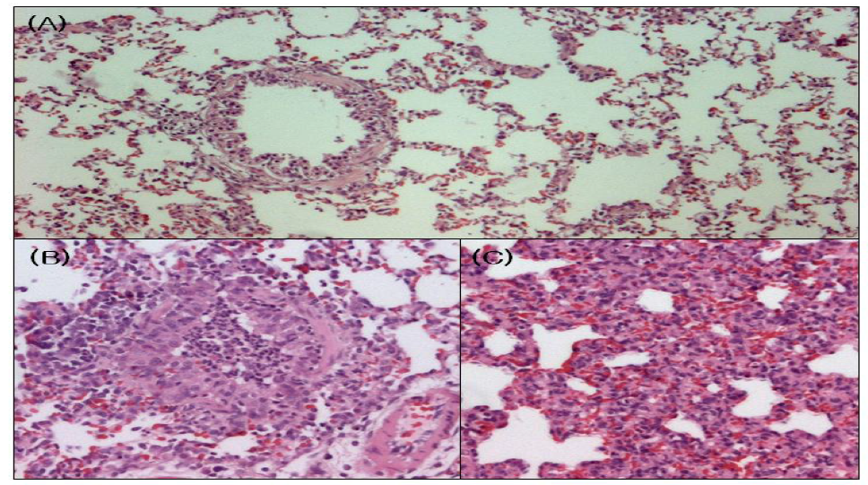 A/Korea/2785/2009 감염 시 족제비 폐에서의 hematoxylin/eosin (H & E)염색에 의한 조직병리학적 변화