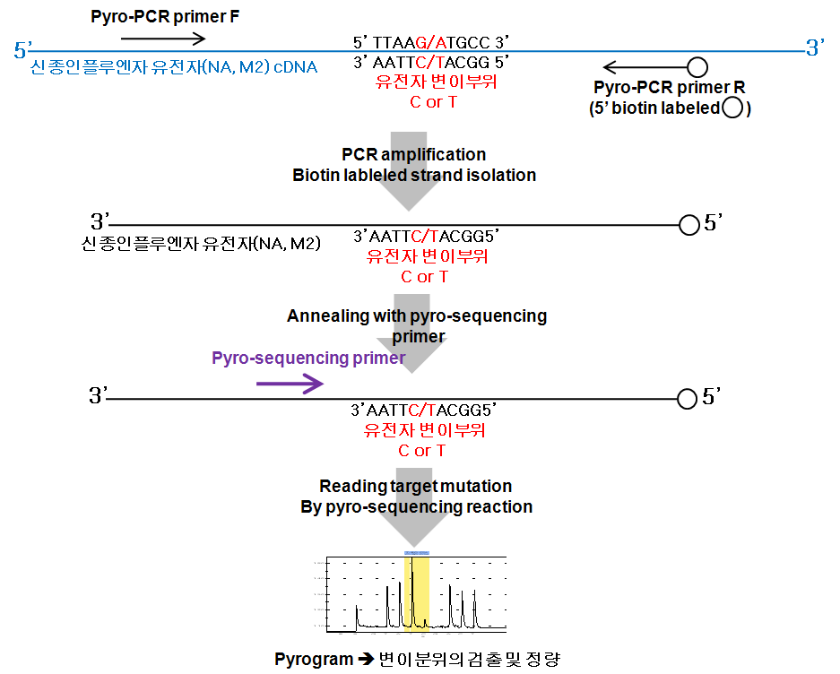 파이로 시퀀싱에 의한 유전자변이 검출 방법