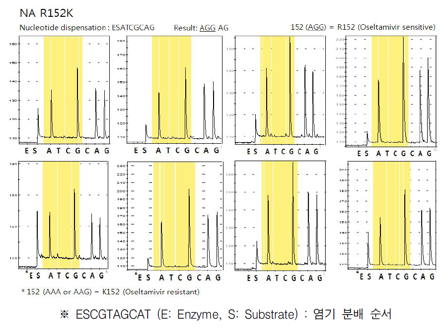R152K 변이의 검출 반응 파이로그램