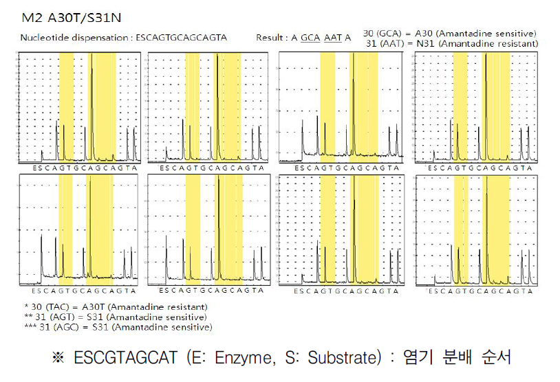 M2 A30T 및 S31N의 변이 검출 반응 파이로그램