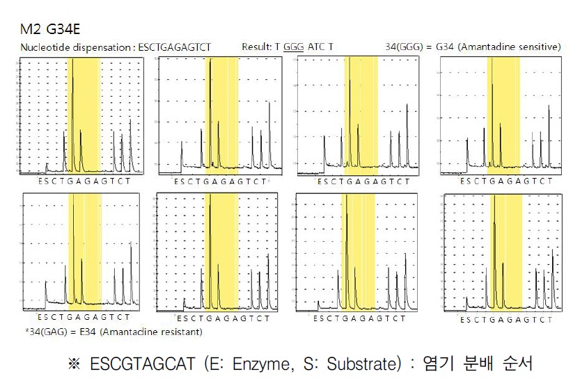 G34E 변이 검출 반응 파이로그램
