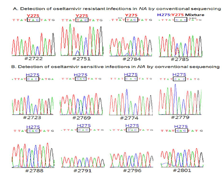 Conventional Sequencing에 의한 타미플루 내성변이 확인