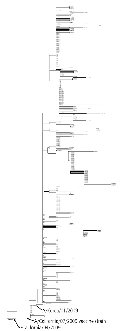 인플루엔자 A/H1N1 (2009) 바이러스 HA 유전자의 phylogenetic tree