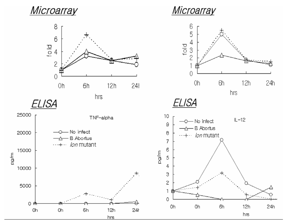 The mRNA expression pattern of TNF-alpha and IL-12 in J774A.1 infected different brucella species