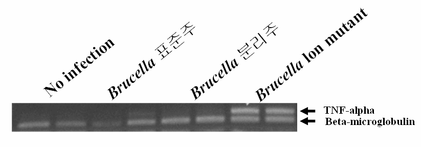 The comparison of TNF-alpha expression in J774A.1 infected different brucella species by RT-PCR