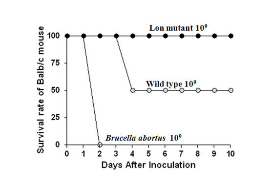 Virulence in Balb/c mice