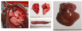 Vascular lesions in internal organs by brucella infection (lung, spleen and liver from left to right)