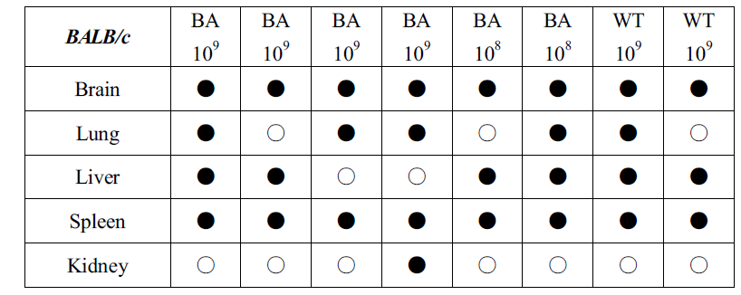 The results of brucella PCR detection in BALB/c