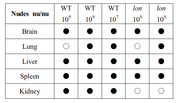 The results of brucella PCR detection in BALB/c. based nude mouse