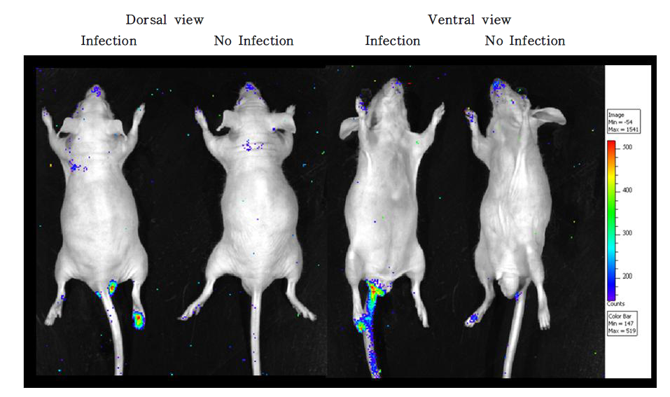 The live imaging results of nude mouse infected brucella containing pBBRmcs4 luminoscence vector